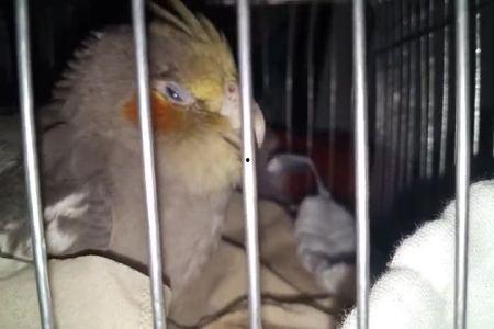 玄凤鹦鹉感冒症状视频,快速识别与应对