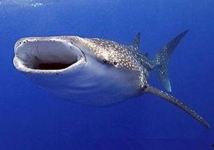 蓝鲸叫声视频,探寻深海神秘生物的震撼叫声