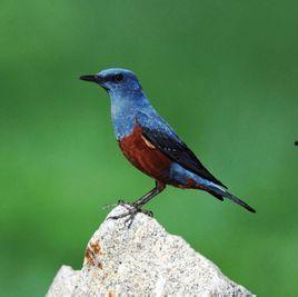 红腹蓝矶鸫大叫视频,引网友热议