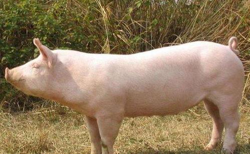 男人日老母猪视频,一场引发争议的伦理风波