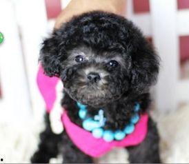 泰迪熊视频,温馨治愈的友谊之旅