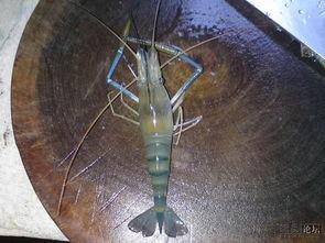 罗氏虾养殖视频,从苗种到丰收